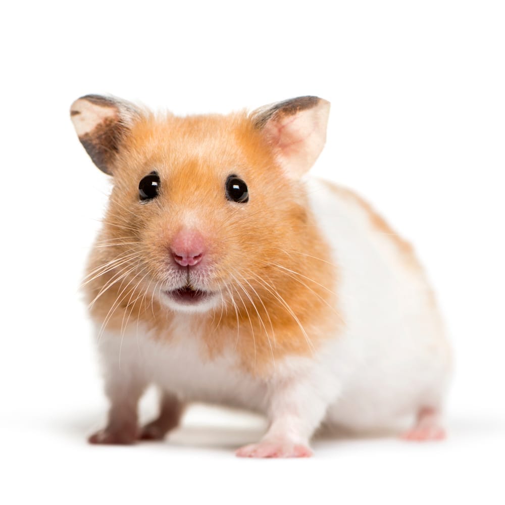 ハムスター