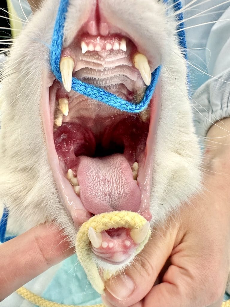 猫の口腔内にある尾側口内炎