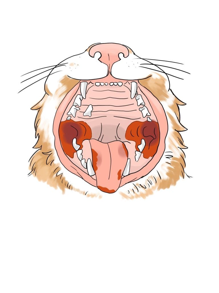 猫の尾側口内炎を示したイラスト