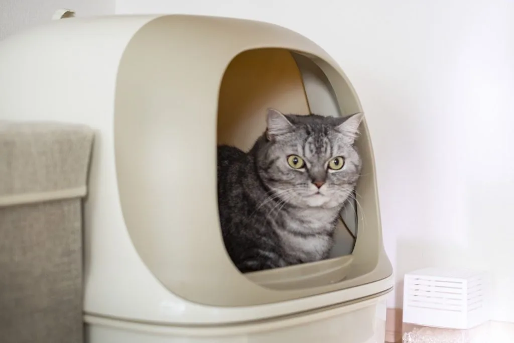 トイレから顔を出す猫