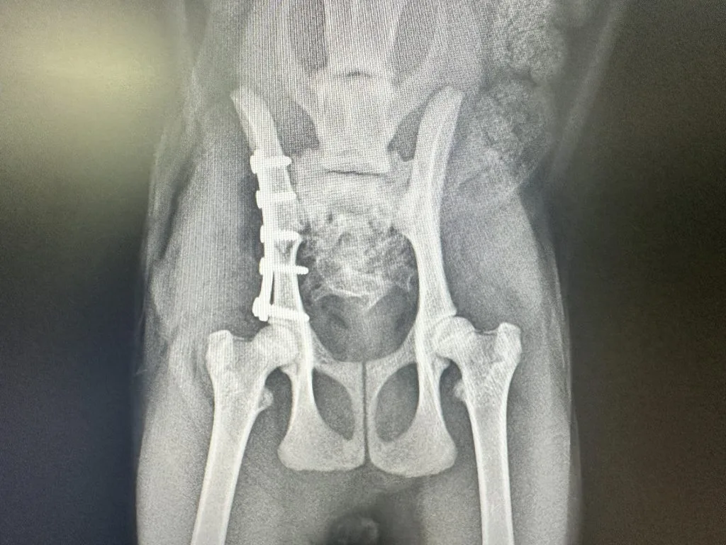 【裁断済み】いざという時に役立つ! 犬と猫の骨折・脱臼の初期対応 いざという時に役立つ! 犬と猫の骨折・脱臼の初期対応