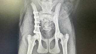 犬猫の骨盤骨折とは｜プレート固定による整復と術後について解説 | は