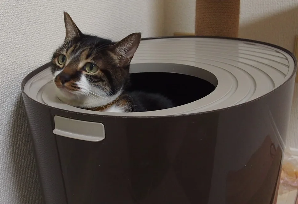 猫トイレから顔だけ出す猫