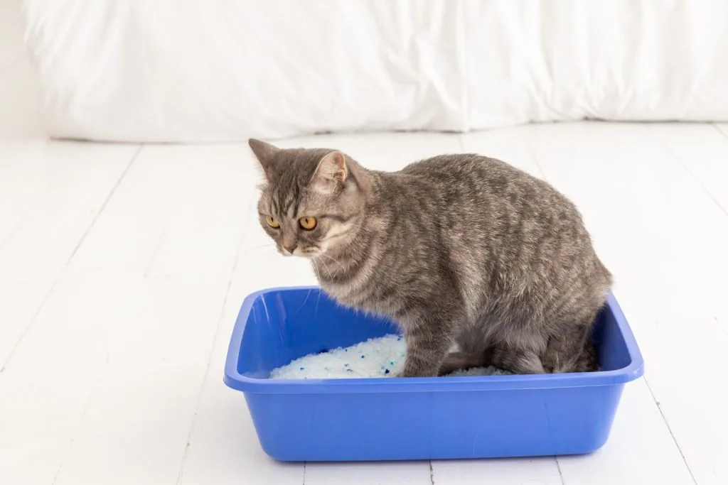 青い猫トイレで排泄する猫