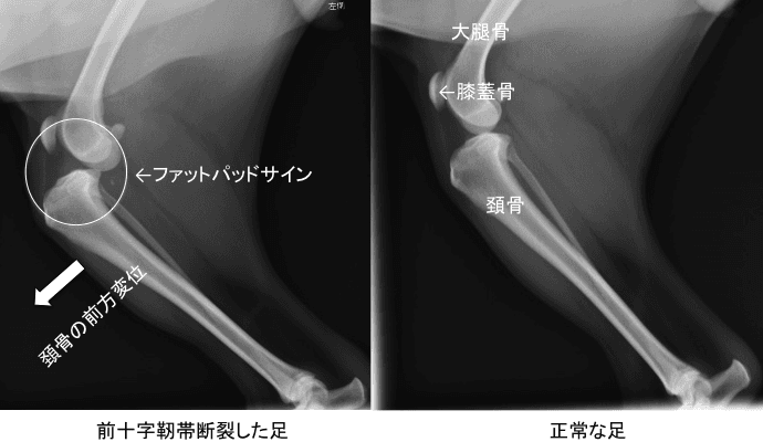 前十字靭帯断裂した足と正常な足の比較レントゲン画像