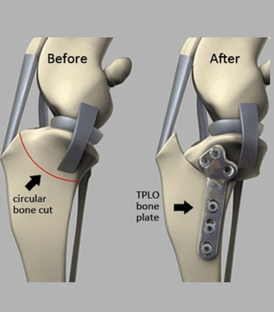 TPLO（脛骨高平部水平化術）の図解イラスト