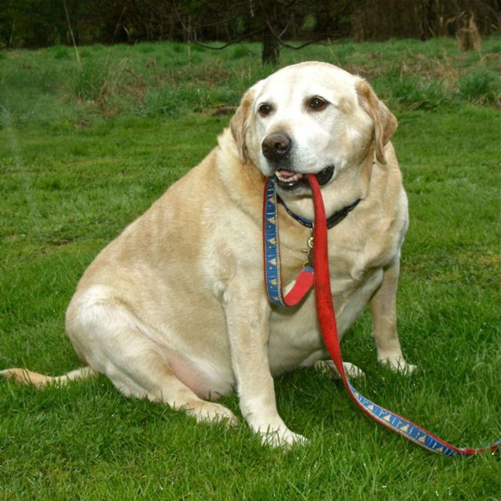 肥満傾向のラブラドールレトリーバー