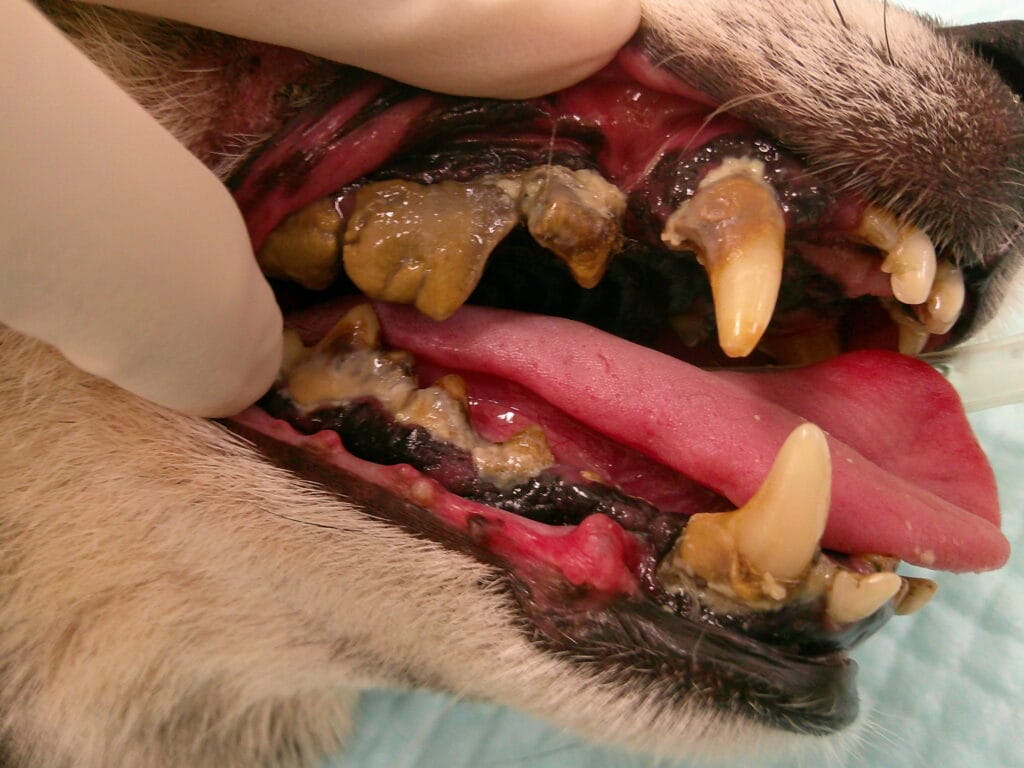 根尖膿瘍を起こした犬の右側の歯