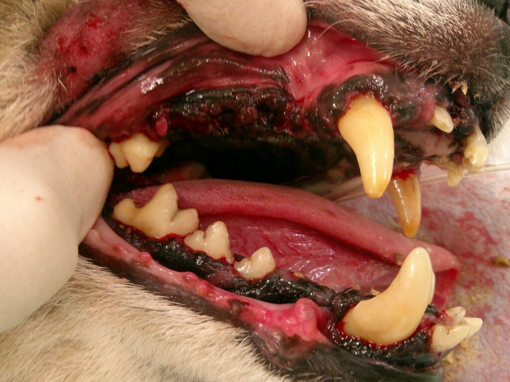 犬の根尖膿瘍の原因となる歯を抜歯した写真