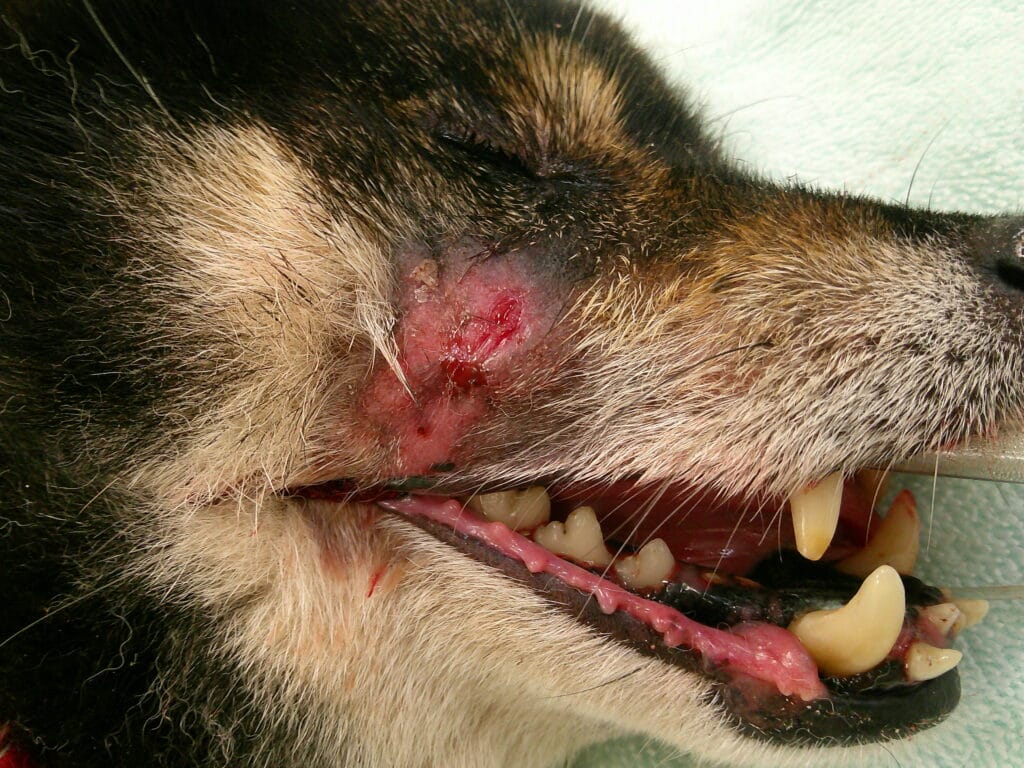 犬が根尖膿瘍を起こして目の下に炎症が起きている様子