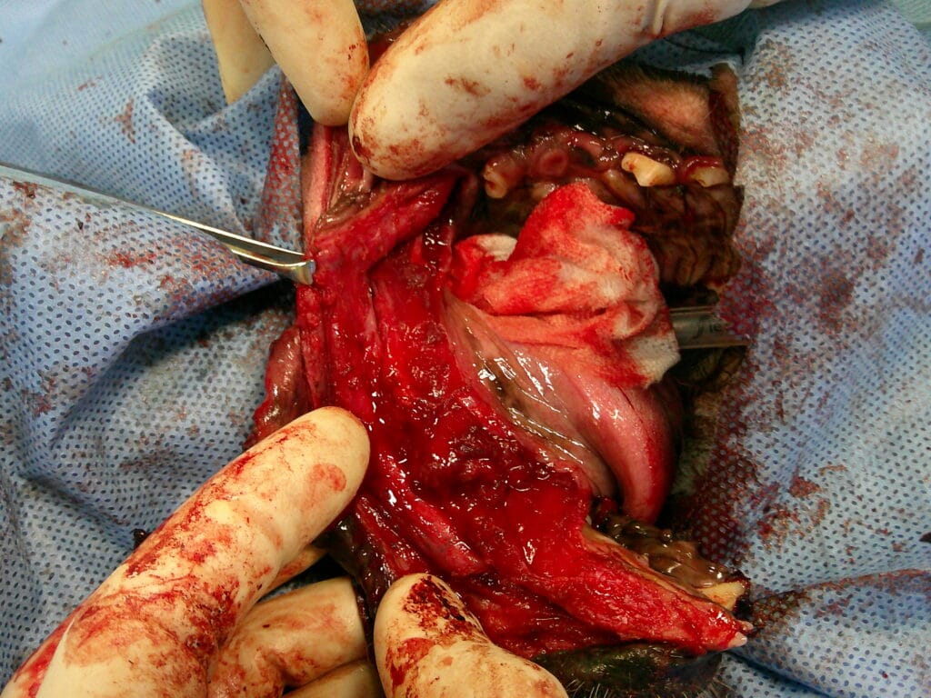 犬の右下顎のメラノーマを除去した様子