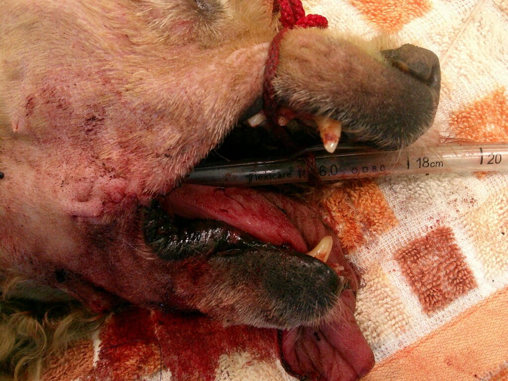 メラノーマ除去後の犬の様子