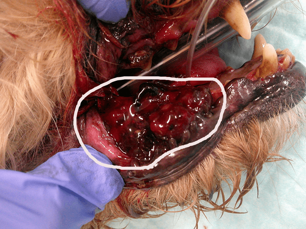 犬の右下顎にあるメラノーマ