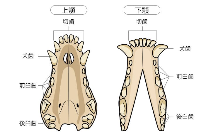 犬の歯の解剖学イラスト
