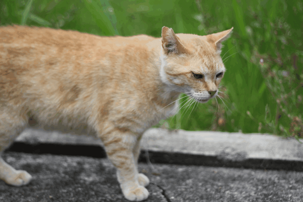 外を歩く老いた猫
