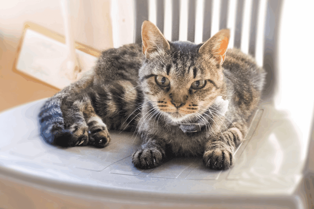 椅子の上でリラックスする猫