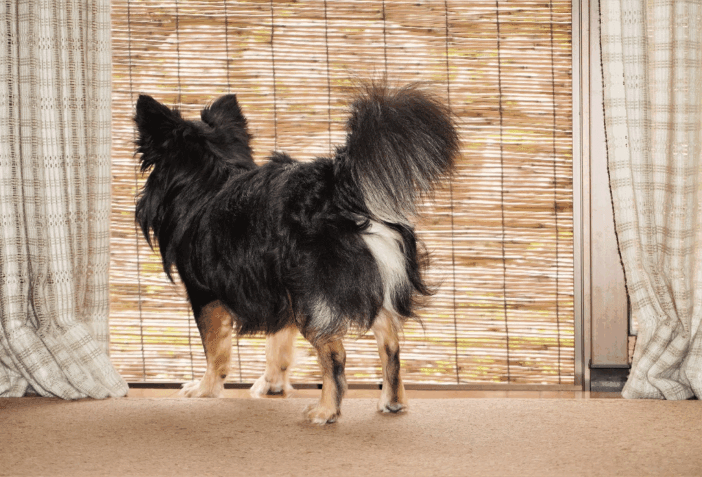 すだれの奥を覗こうとするチワワ