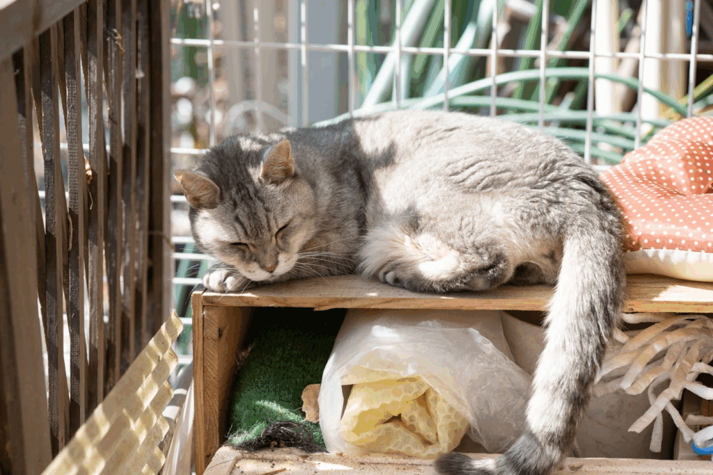 物置の上で眠っている猫
