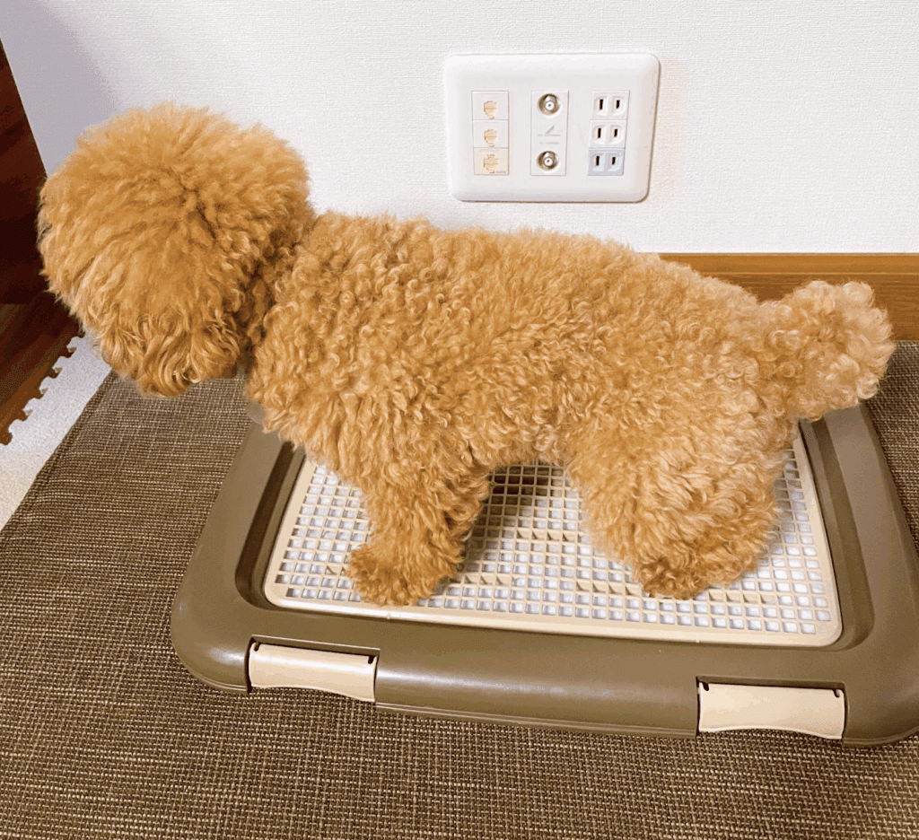 トイレで排泄するトイプードル