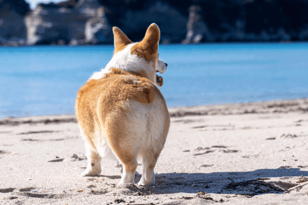 砂浜を歩くコーギーの後ろ姿
