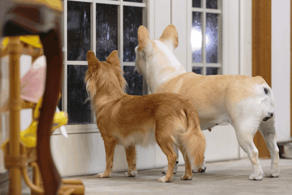 窓の外を見つめる2匹の犬の後ろ姿