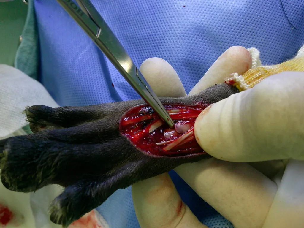 犬の中足骨骨折の髄内ピン手術の様子