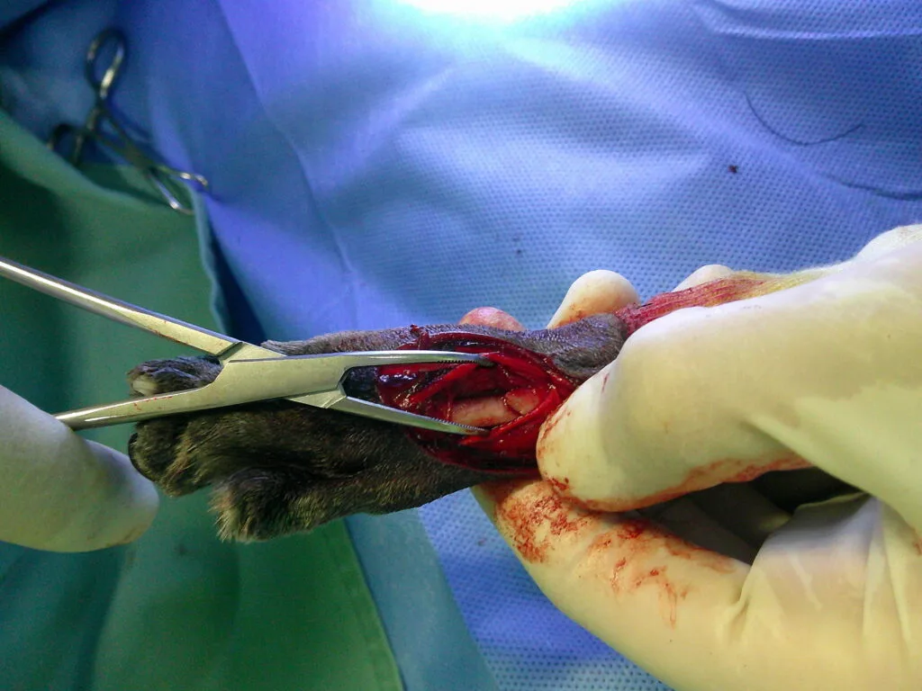 犬の中手骨骨折の髄内ピン手術の様子