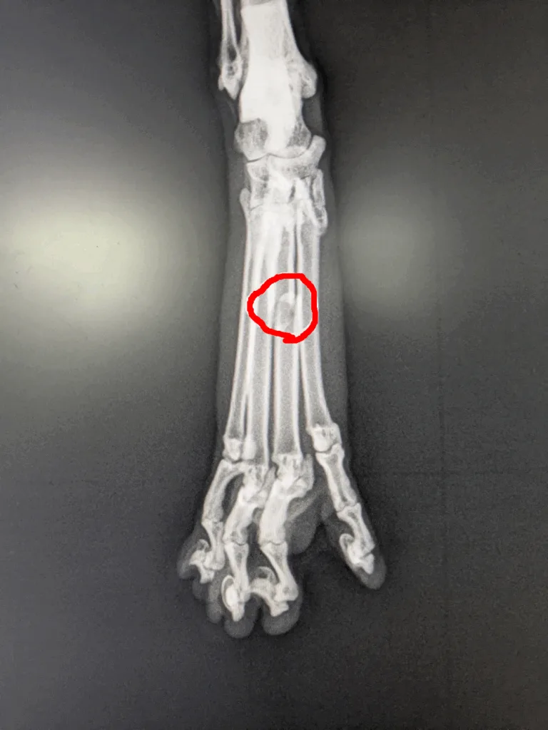 犬の中足骨骨折のレントゲン写真