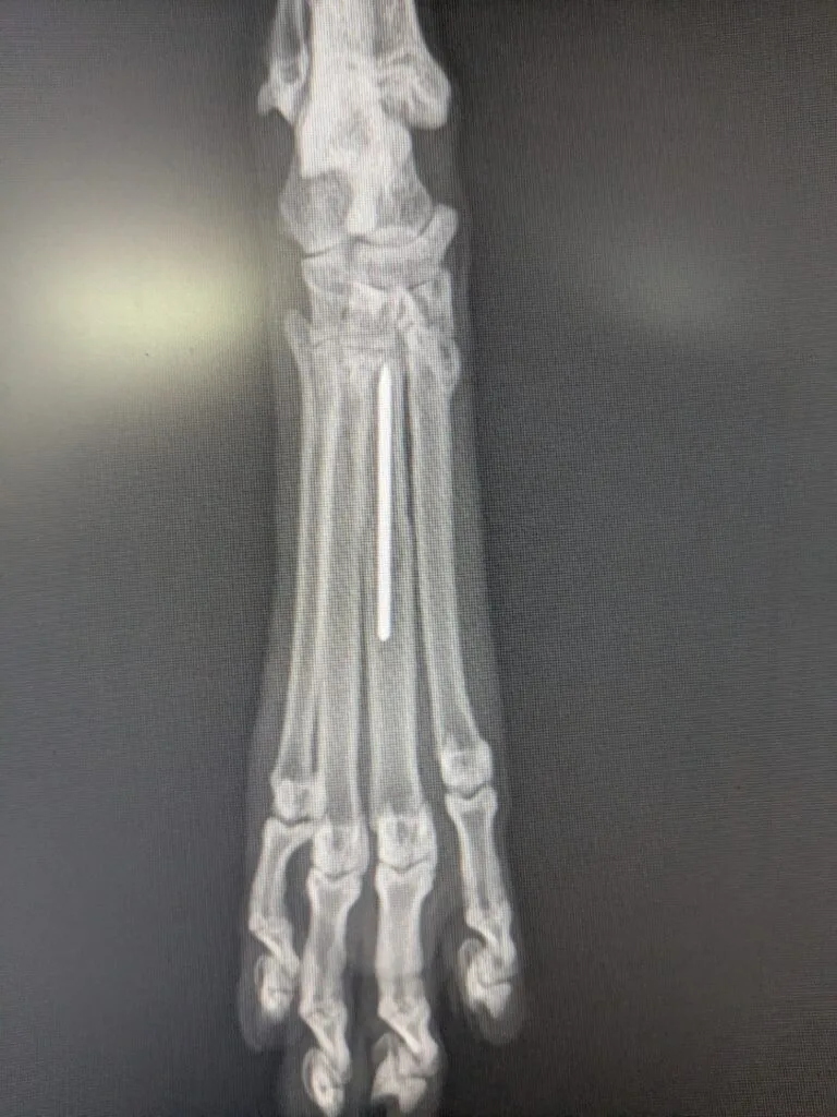 犬の中足骨骨折の手術後レントゲン