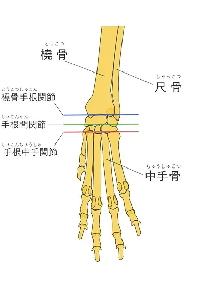 犬の橈尺骨と中手骨のイラスト