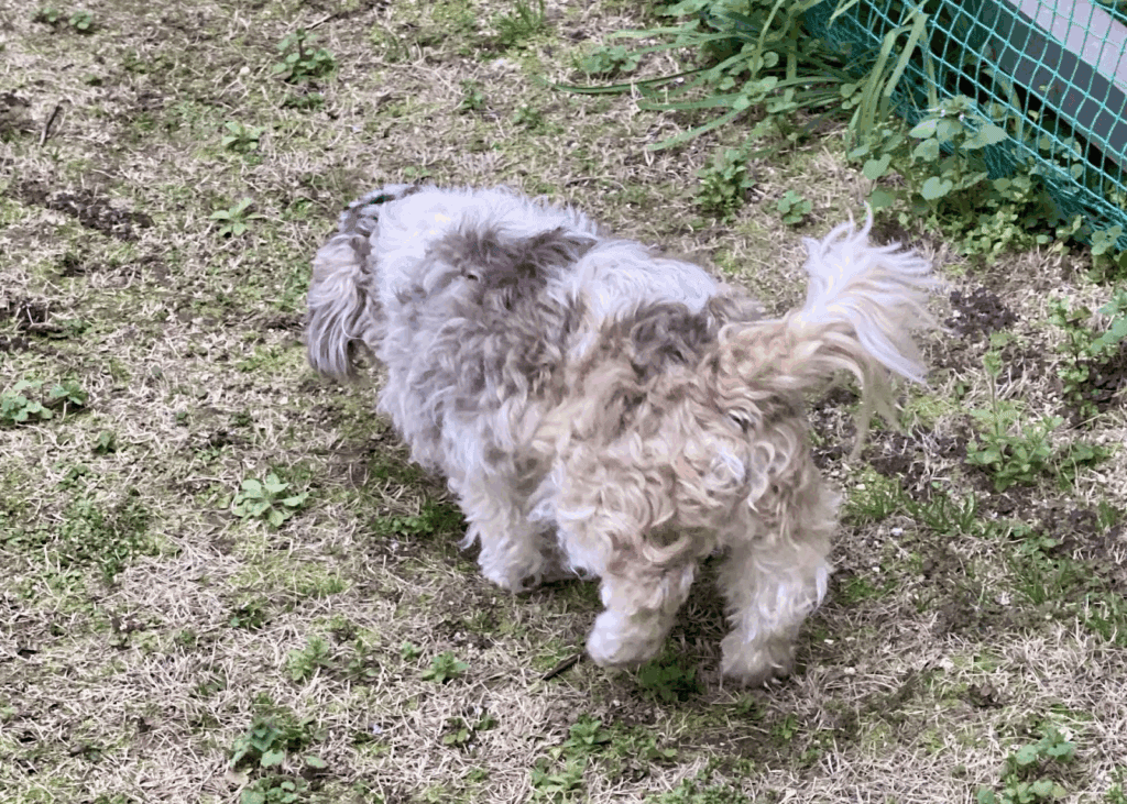 庭でお尻を向けている犬