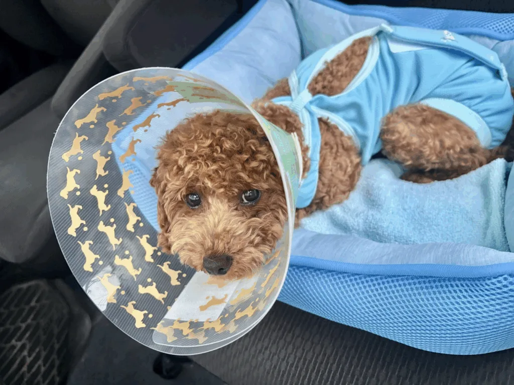 クッションの上でエリザベスカラーをつけてこちらを見るトイプードル