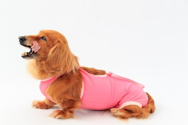 術後着を着て舌をだすミニチュアダックスフンド