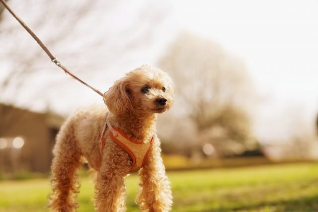 野原で散歩をするトイプードル