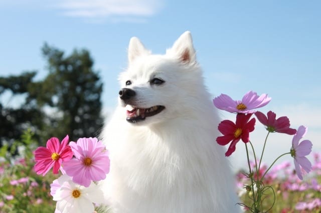 花に囲まれて遠くを見る白い犬