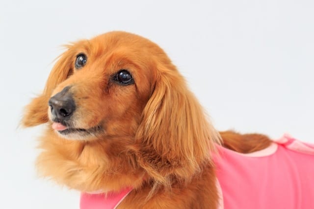 術後着をきたミニチュアダックスフンド