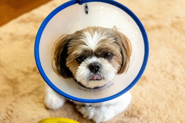 エリザベスカラーをつけてこちらを見る犬