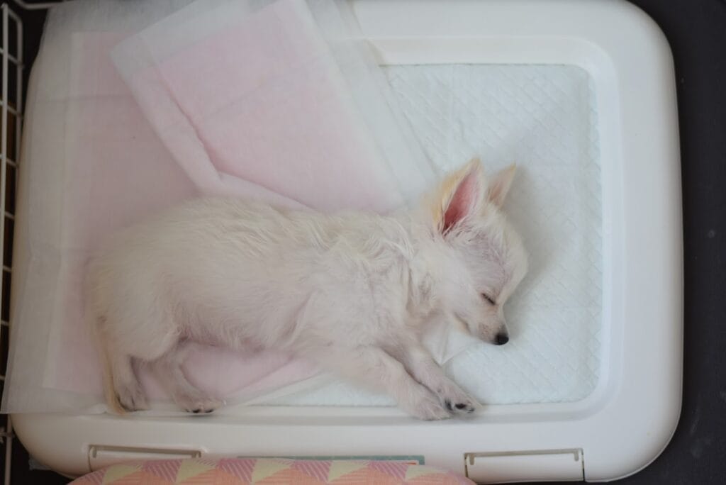 犬トイレで眠るチワワ