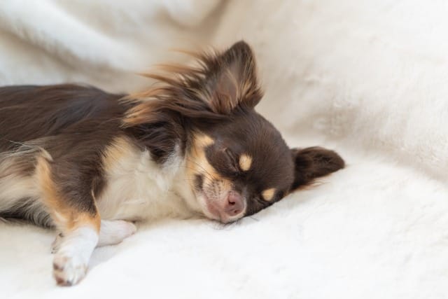 ラグで横たわるチワワ