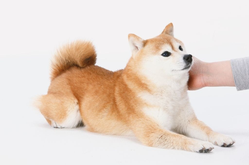 顔を撫でられる柴犬