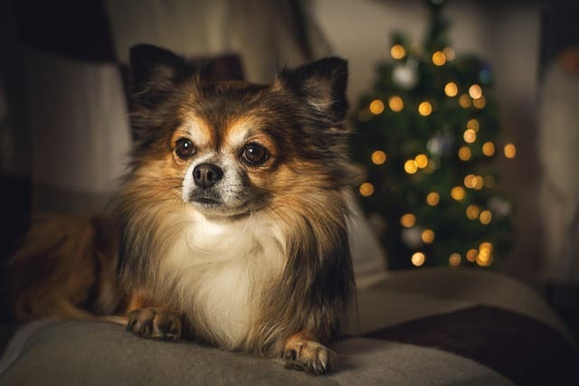 クリスマスツリーの前で寝そべる犬