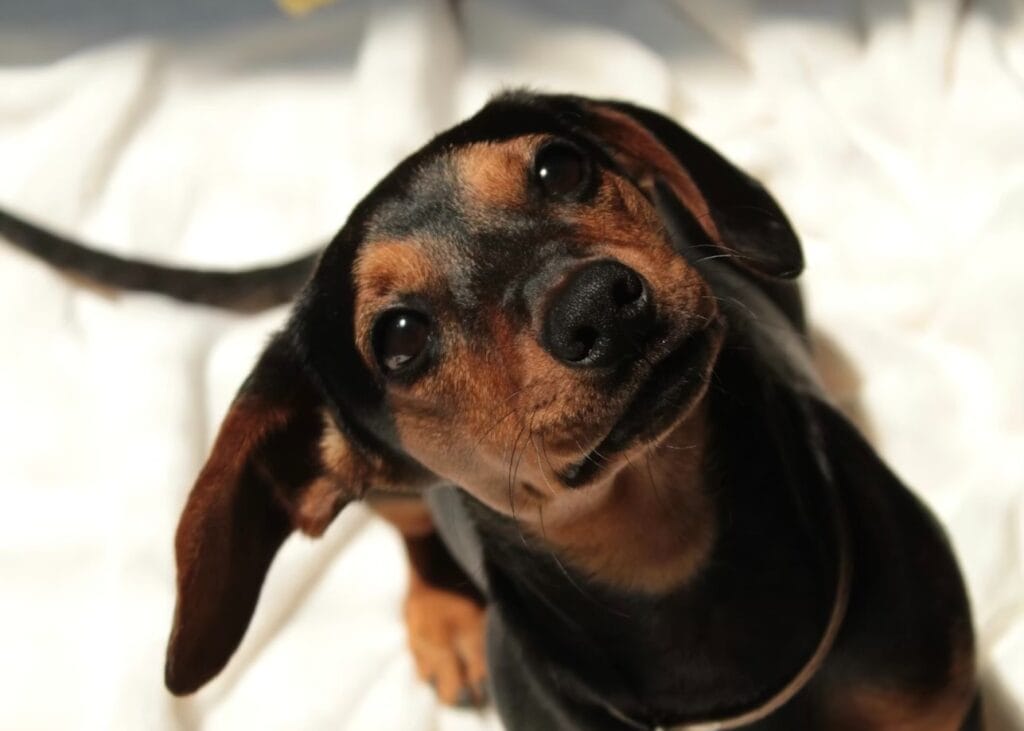 こちらを見上げる犬