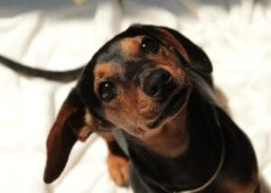 こちらを見上げる犬