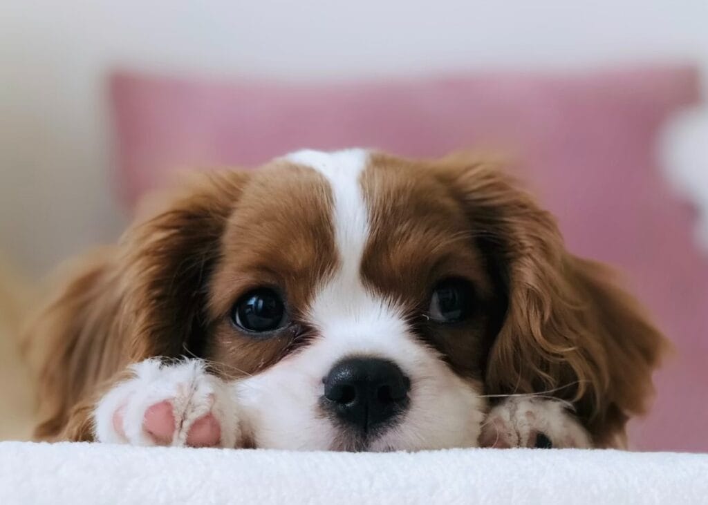 顔だけ覗かせる犬