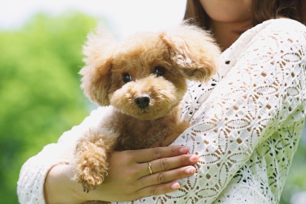 飼い主に抱かれるトイプードル