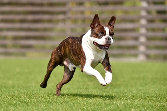 ドッグランを走るボストンテリア